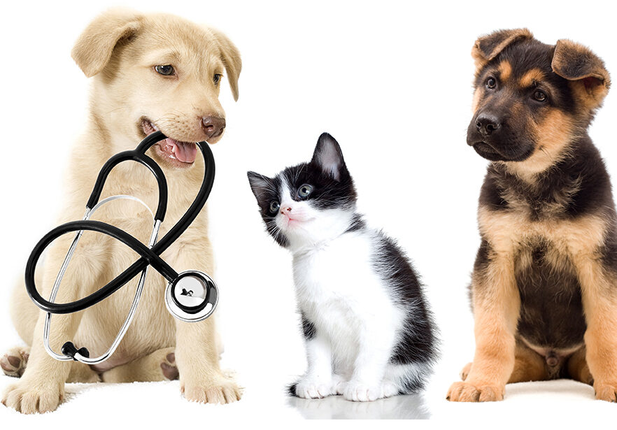 veterinaria
